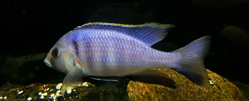 Placidochromis electra 'Likoma Island'